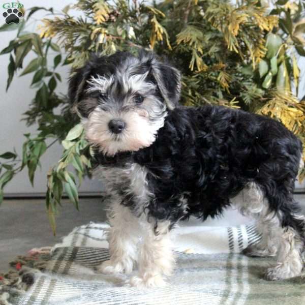 Brielle, Miniature Schnauzer Puppy