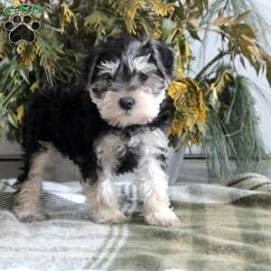 Brielle, Miniature Schnauzer Puppy