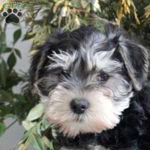 Brielle, Miniature Schnauzer Puppy