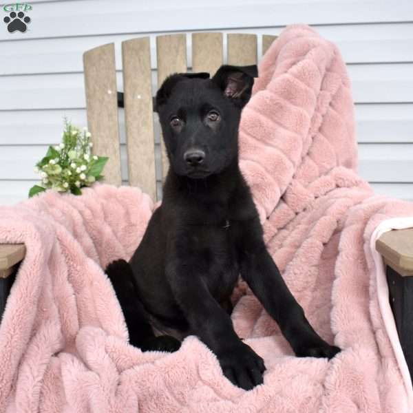 Brink, German Shepherd Puppy