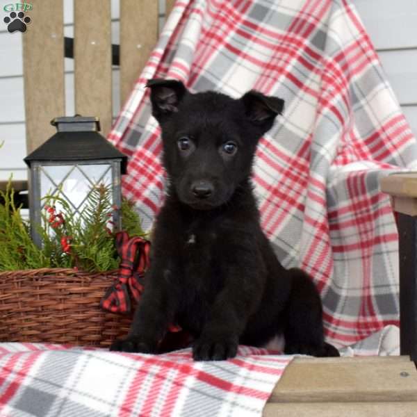 Brink, German Shepherd Puppy