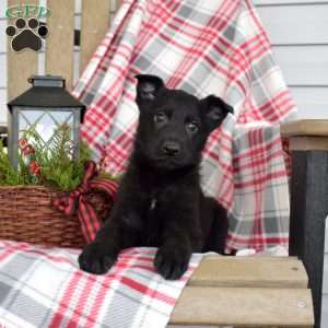 Brink, German Shepherd Puppy