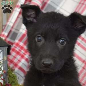 Brink, German Shepherd Puppy