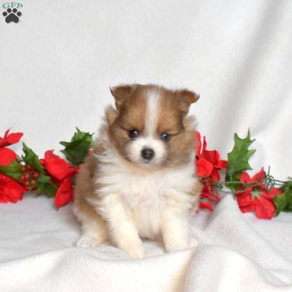 Brisket, Pomeranian Puppy
