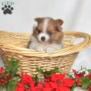 Brisket, Pomeranian Puppy