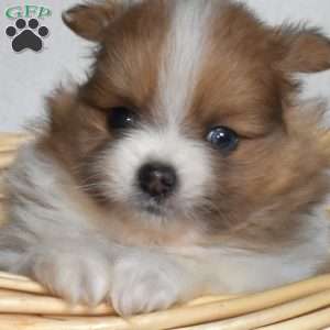 Brisket, Pomeranian Puppy
