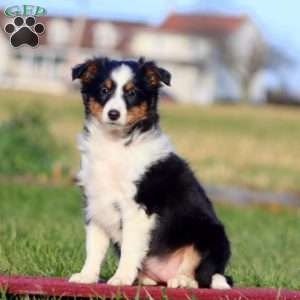 Britney, Sheltie Puppy