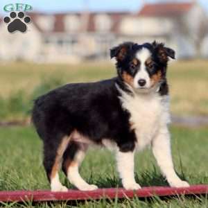 Britney, Sheltie Puppy