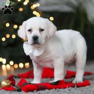 Brittany, Yellow Labrador Retriever Puppy