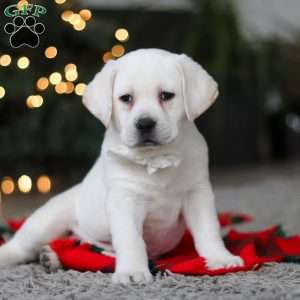 Brittany, Yellow Labrador Retriever Puppy