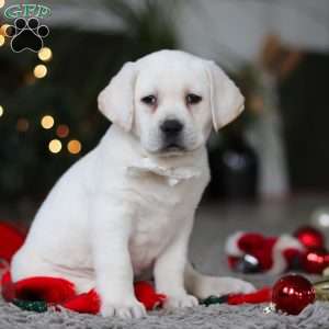 Brittany, Yellow Labrador Retriever Puppy