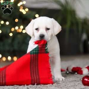 Brittany, Yellow Labrador Retriever Puppy