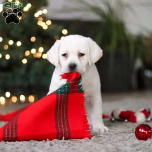 Brittany, Yellow Labrador Retriever Puppy