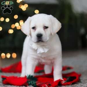Brittany, Yellow Labrador Retriever Puppy