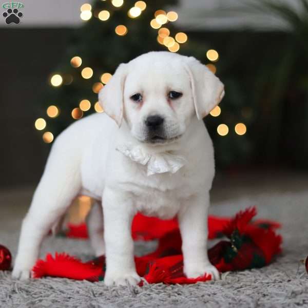 Brittany, Yellow Labrador Retriever Puppy