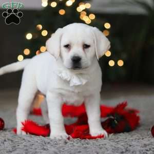 Brittany, Yellow Labrador Retriever Puppy