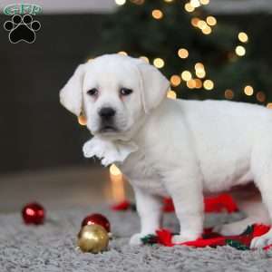 Brittany, Yellow Labrador Retriever Puppy