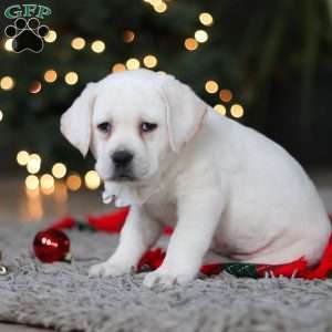 Brittany, Yellow Labrador Retriever Puppy