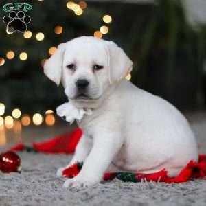 Brittany, Yellow Labrador Retriever Puppy