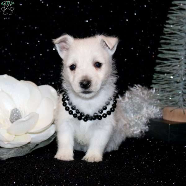 Brittany, West Highland Terrier Puppy
