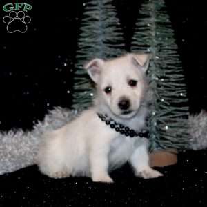 Brittany, West Highland Terrier Puppy