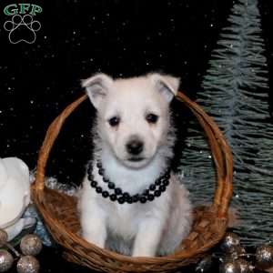 Brittany, West Highland Terrier Puppy