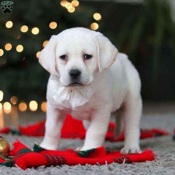 Brittany, Yellow Labrador Retriever Puppy