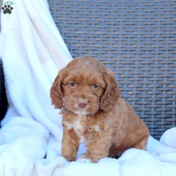 Brittney, Cockapoo Puppy