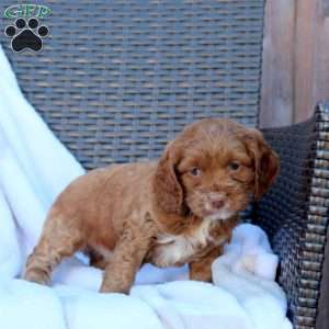 Brittney, Cockapoo Puppy