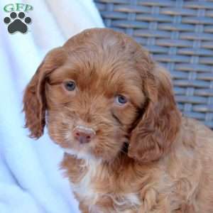 Brittney, Cockapoo Puppy
