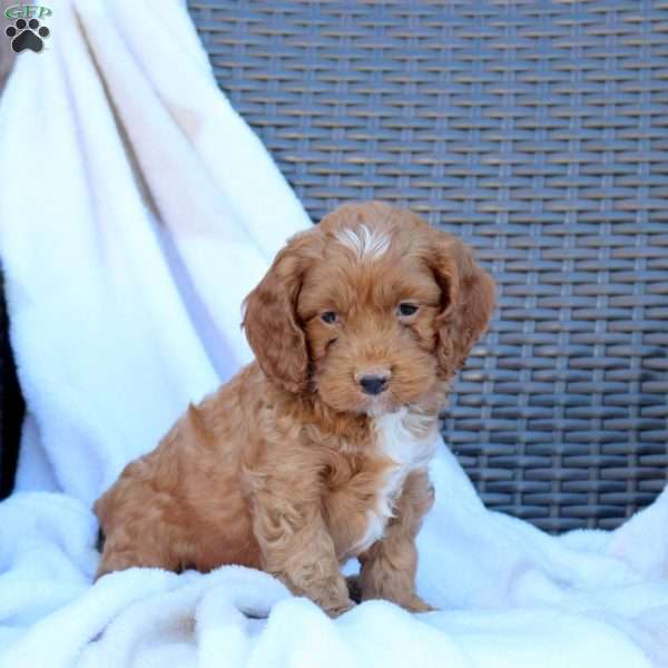 Brody, Cockapoo Puppy