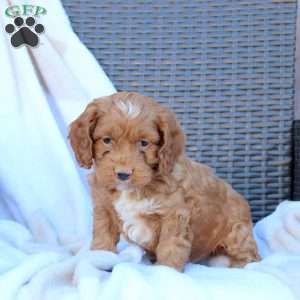 Brody, Cockapoo Puppy