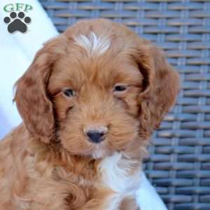 Brody, Cockapoo Puppy