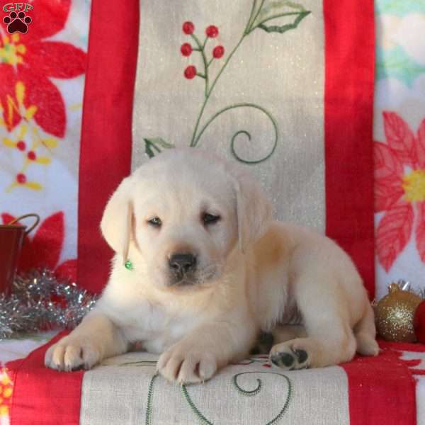Bronco, Yellow Labrador Retriever Puppy