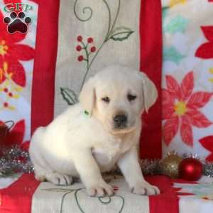 Bronco, Yellow Labrador Retriever Puppy