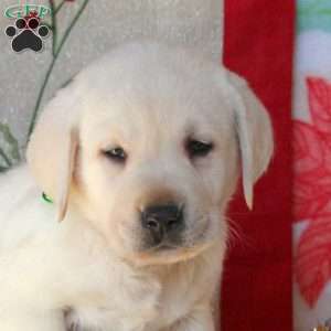 Bronco, Yellow Labrador Retriever Puppy