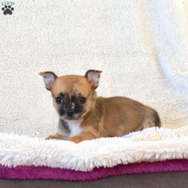 Brookie, Chihuahua Puppy