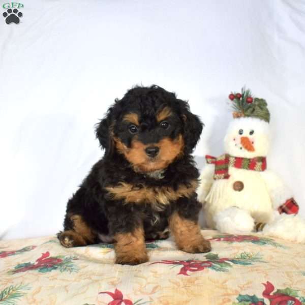 Brookie, Mini Bernedoodle Puppy