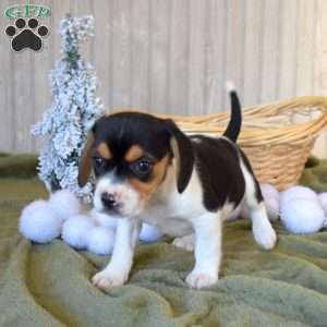 Brookie, Beagle Puppy