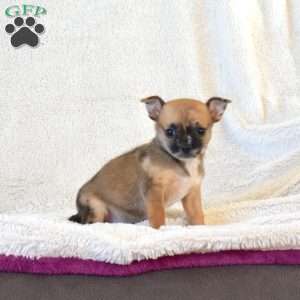 Brookie, Chihuahua Puppy
