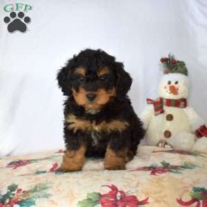 Brookie, Mini Bernedoodle Puppy