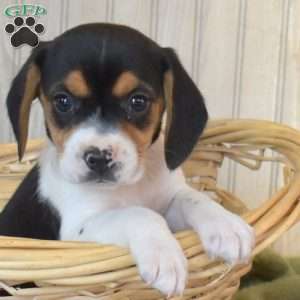 Brookie, Beagle Puppy