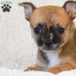 Brookie, Chihuahua Puppy