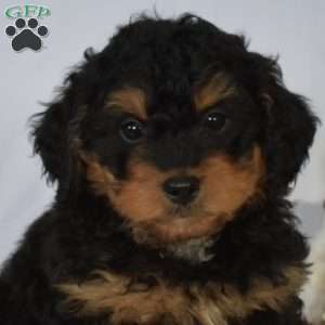 Brookie, Mini Bernedoodle Puppy