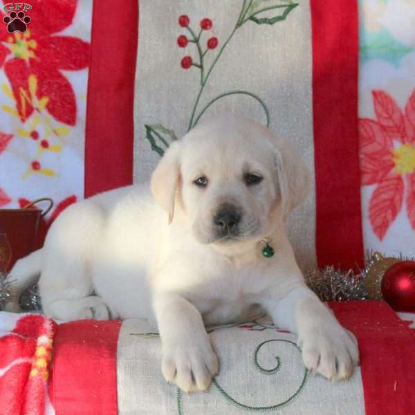 Bruce, Yellow Labrador Retriever Puppy
