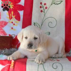 Bruce, Yellow Labrador Retriever Puppy
