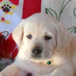 Bruce, Yellow Labrador Retriever Puppy