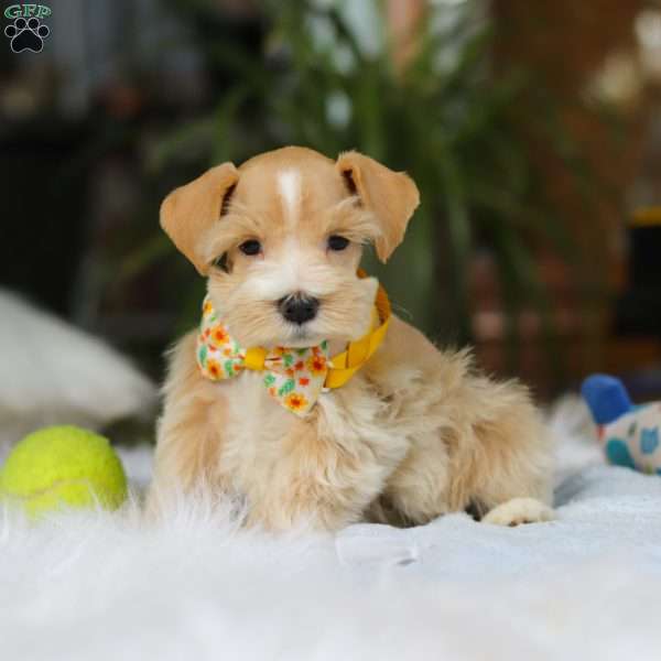 Bruno, Miniature Schnauzer Puppy