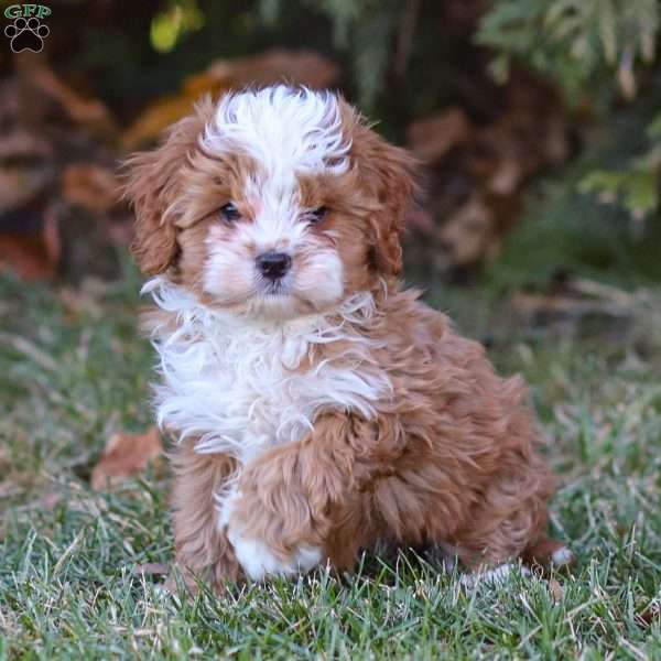 Bruno, Cavapoo Puppy