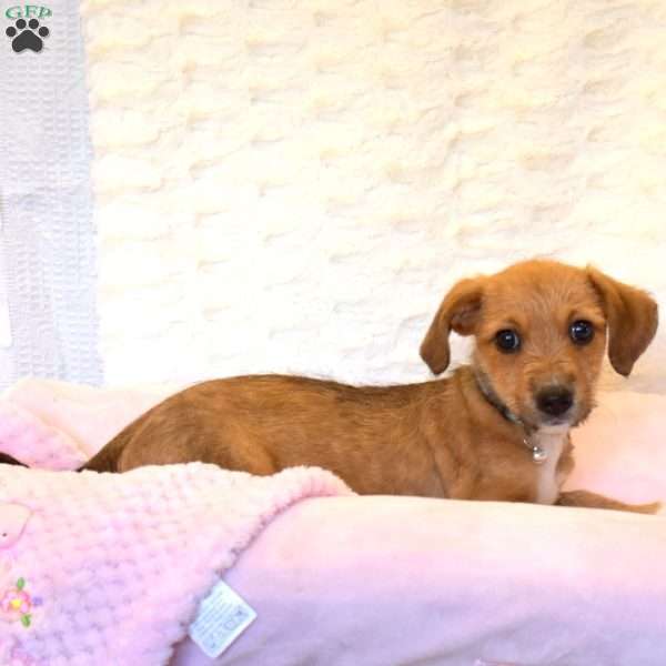 Bruno, Jack Russell Mix Puppy